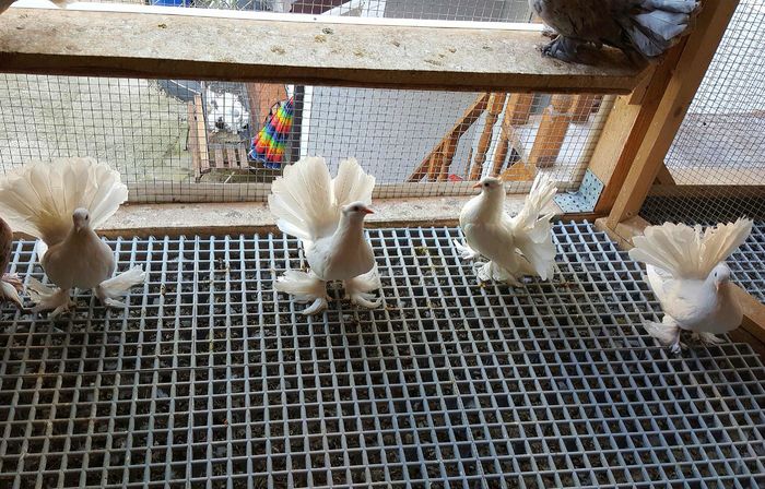 20160427_185245-1 - PUISORI 2022