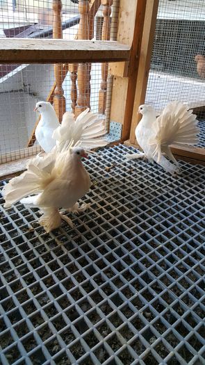 20160427_185012 - PUISORI 2022