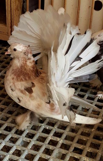 20160423_150449-1 - PUISORI 2022