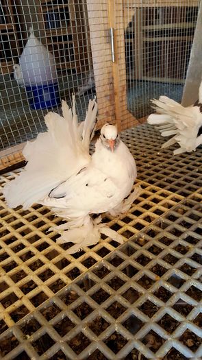 20160423_143531 - PUISORI 2022