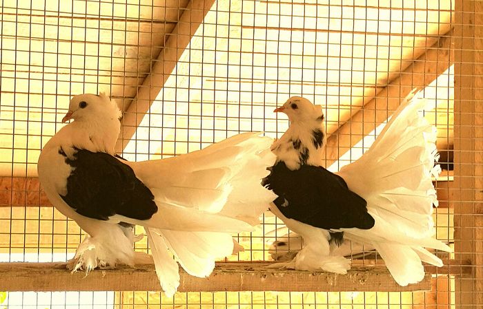 2016-04-16 15.33.09 - PUISORI 2022