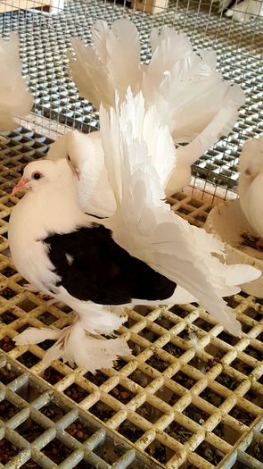 20160416_144452-1 - PUISORI 2022