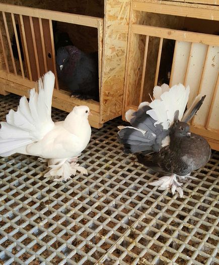 20160416_143953-1 - PUISORI 2022