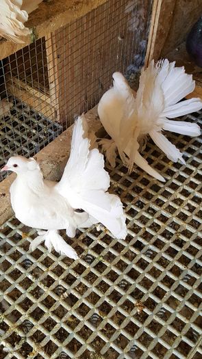 20160416_144019-1 - PUISORI 2022