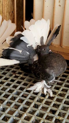 20160416_143946-1 - PUISORI 2022