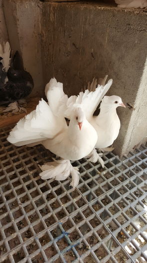 20160416_143853 - PUISORI 2022