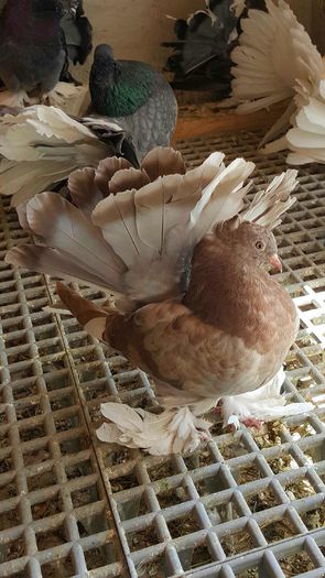 20160416_143755-1 - PUISORI 2022