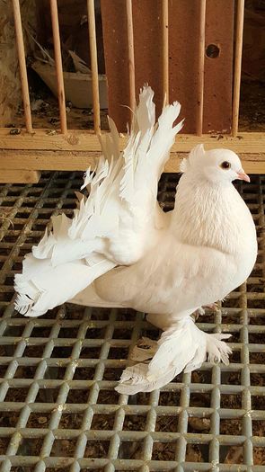 20160416_143739-1 - PUISORI 2022