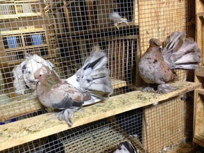 IMG_3225 - PUISORI 2022