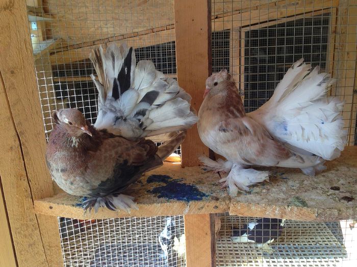 IMG_2780 - PUISORI 2022