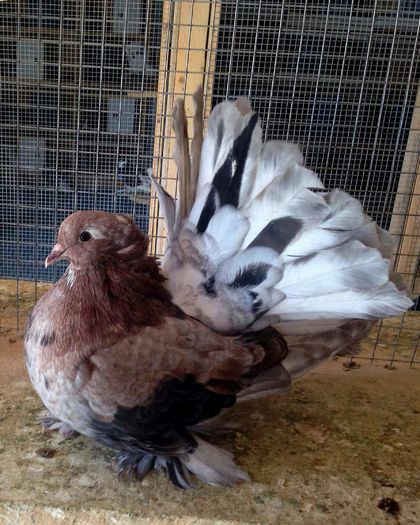 IMG_2761-1 - PUISORI 2022