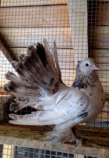 IMG_2755-1 - PUISORI 2022