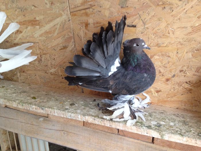 IMG_2515 - PUISORI 2022