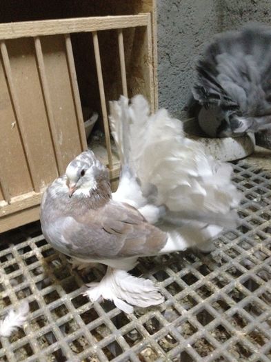 IMG_3380 - PUISORI 2022