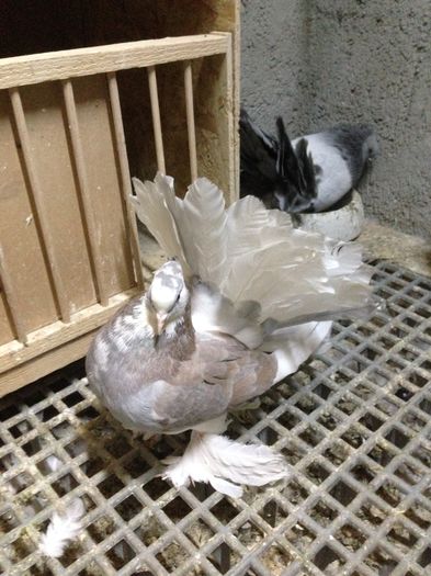 IMG_3379 - PUISORI 2022