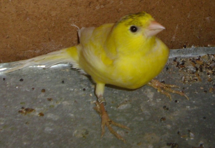 femela - Canari de cantec-Harzer Roller