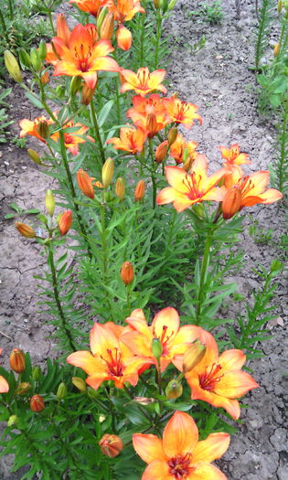 IMG_20160522_185049[1] - crini de gradina