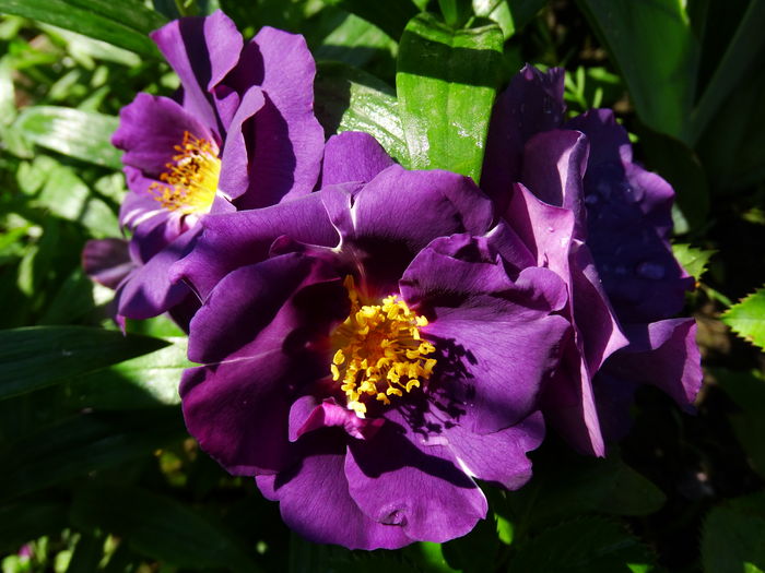 DSC06922 - Rhapsody in Blue