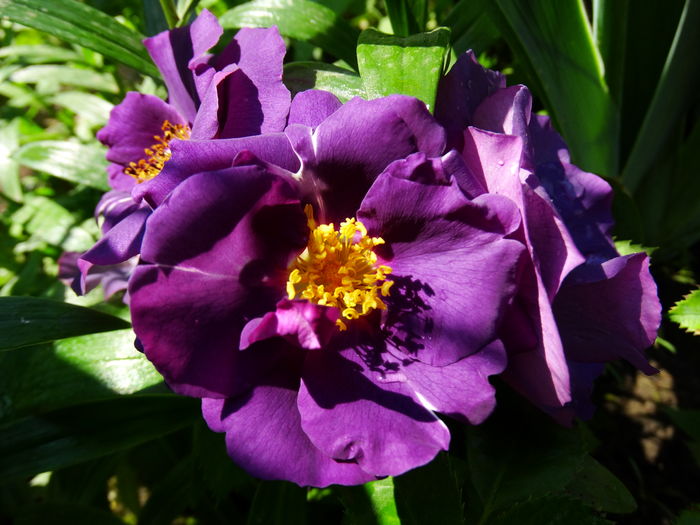 DSC06923 - Rhapsody in Blue