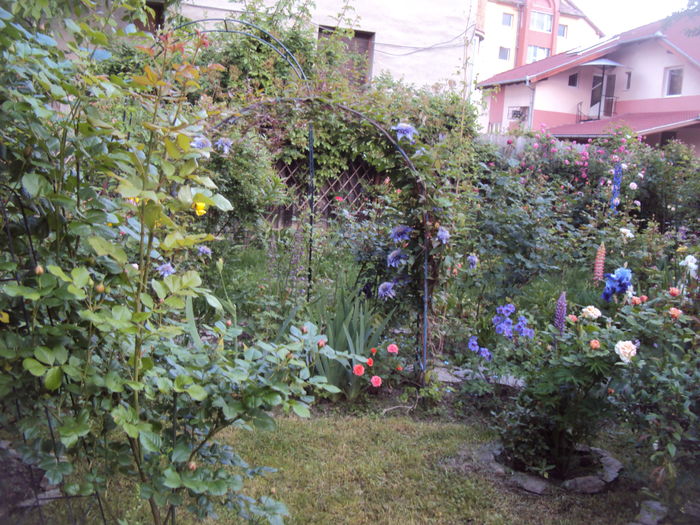 DSC01056 - 2016 Gradina rozelor
