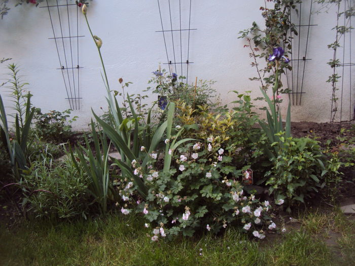 Geranium Saint Ole - Phlox si alte perene