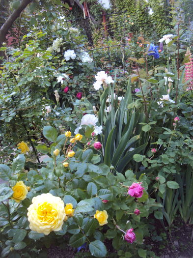DSC01090