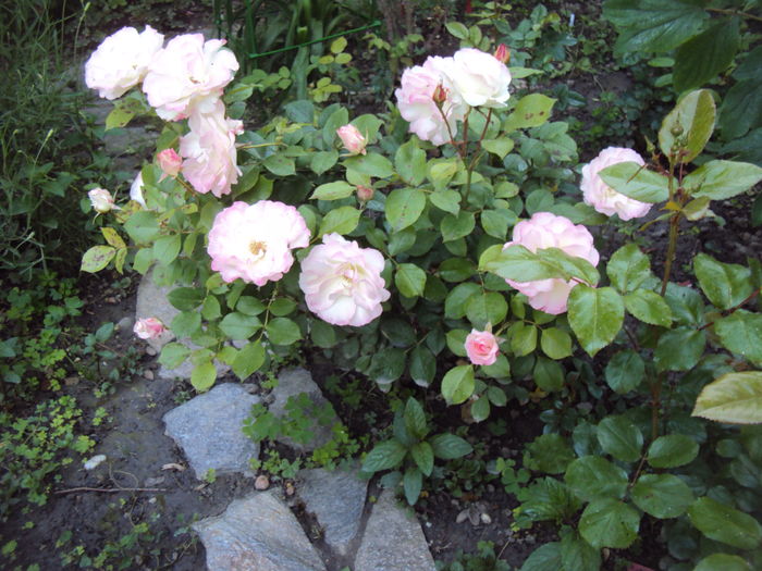 DSC01096