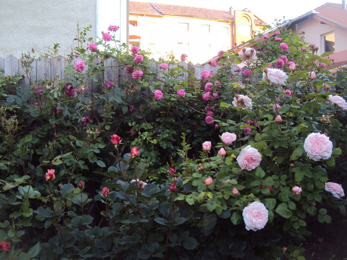 DSC01110