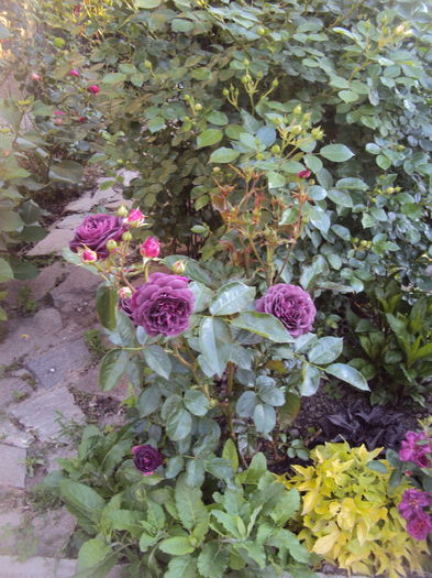 DSC01121