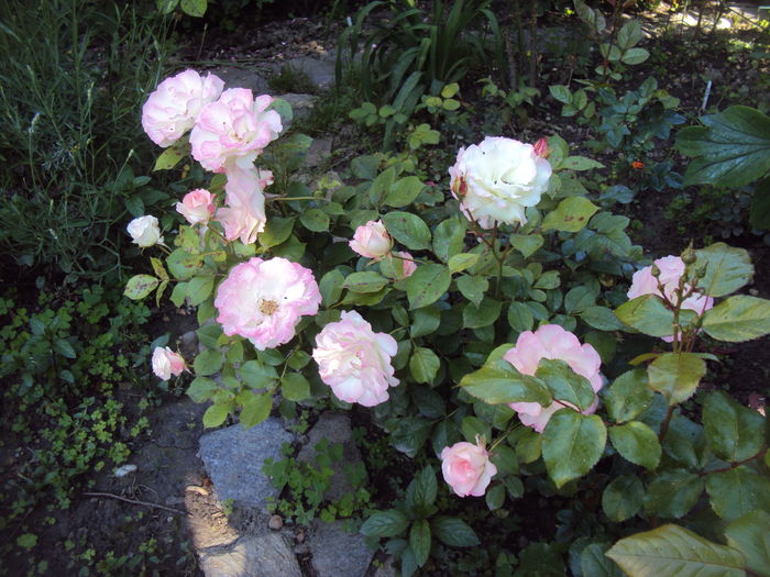 DSC01162