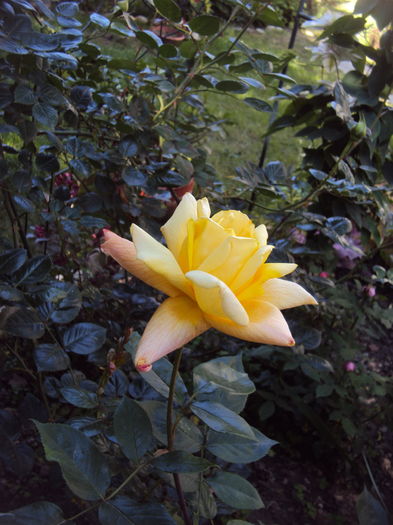 DSC01183