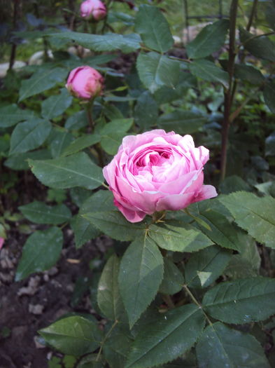DSC01190