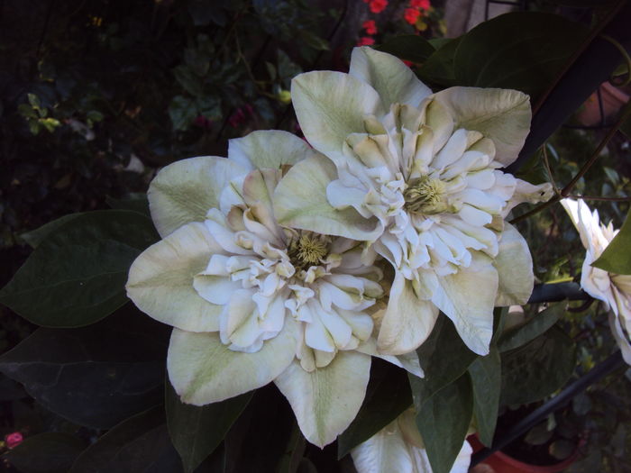 DSC01191 - CLEMATITE