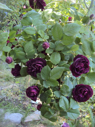 DSC01197