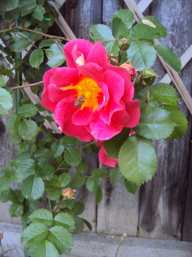DSC01210