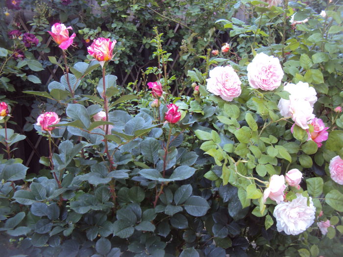 DSC01214
