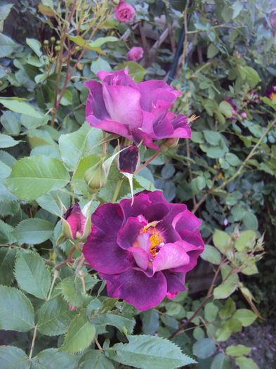 DSC01216