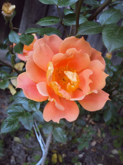 DSC01217