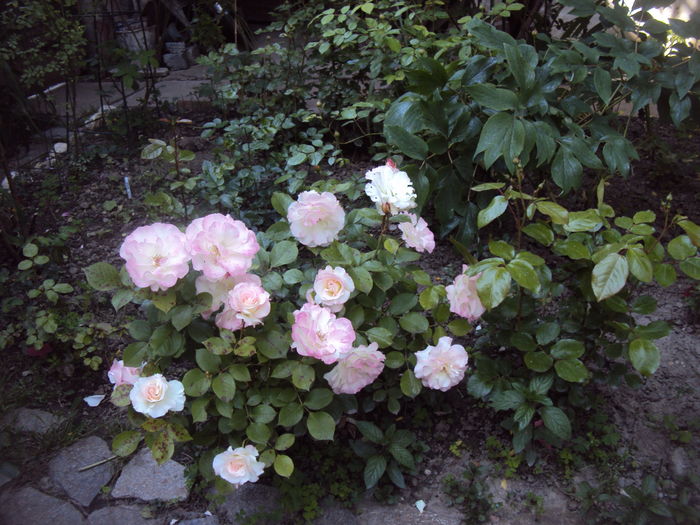 DSC01223