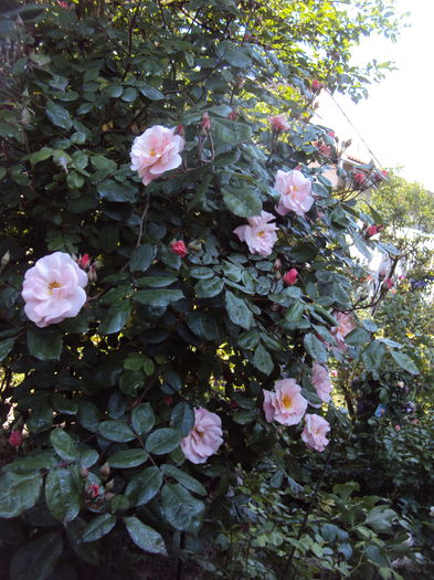 DSC01225