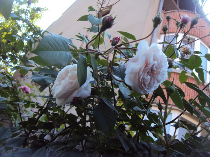 DSC01226