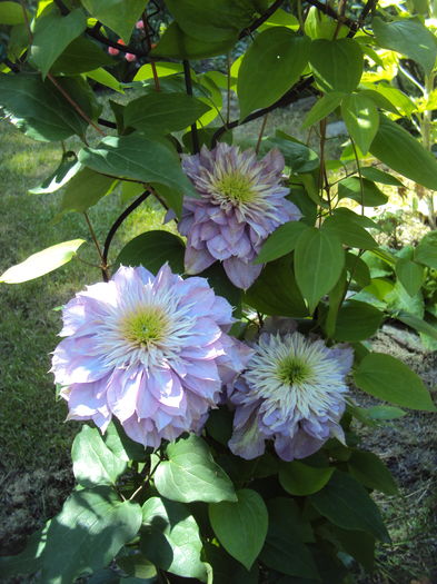 DSC01230 - CLEMATITE