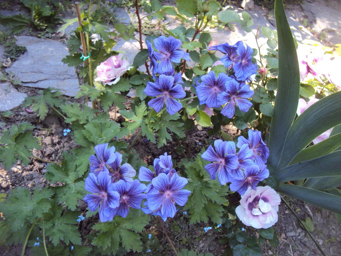 DSC01234 - Geranium si alte perene