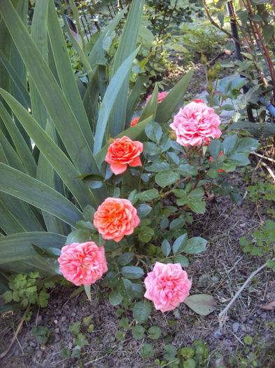 DSC01236
