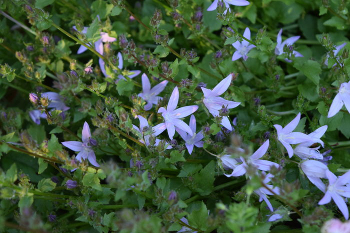 Campanula garganica - 2016 Plantele mele