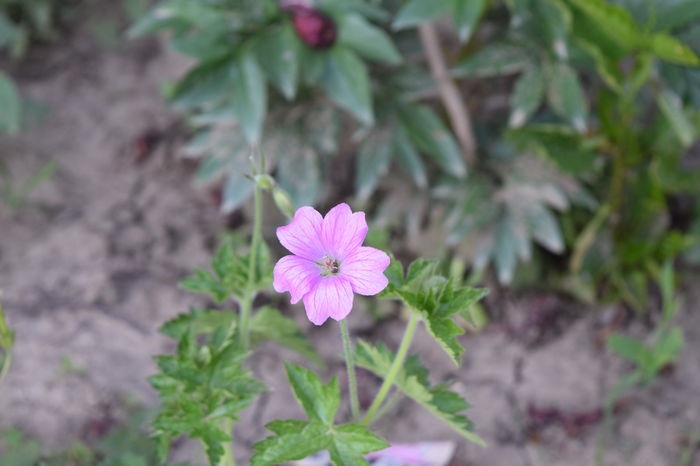 Geranium Sanguineum