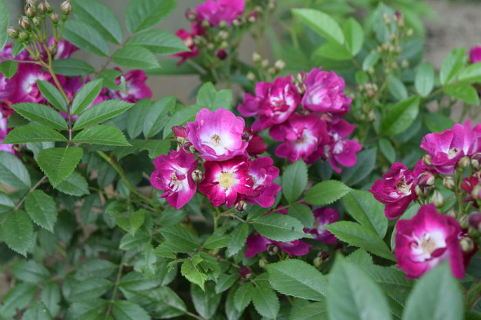 Perennial Blue