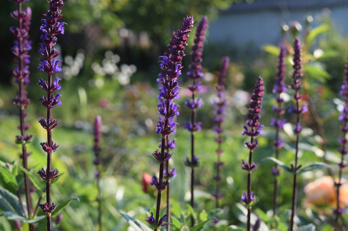 Salvia Caradonna