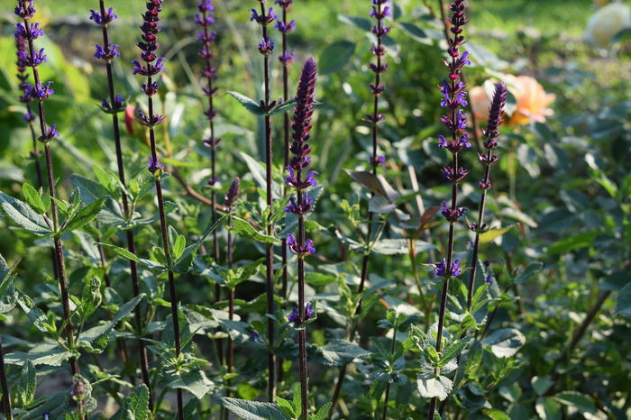 Salvia Caradona