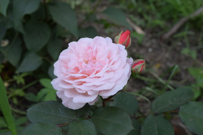 Leander butas_multumesc Primula !